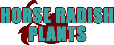 Horse Radish Plants